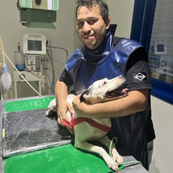 foto_veterinario