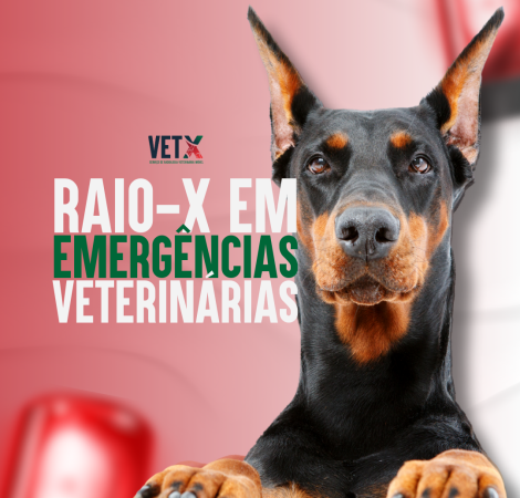 raio_x_em_emergencias_dog